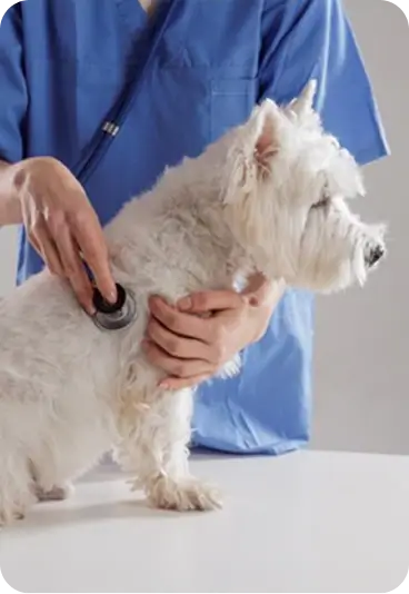 A dog on the examining table
