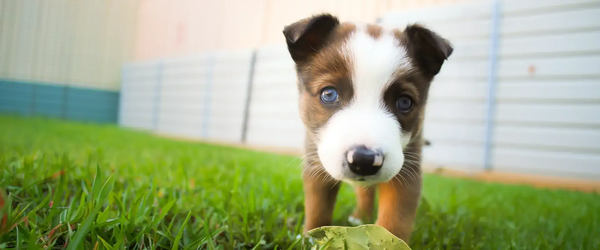A puppy looking at the camera