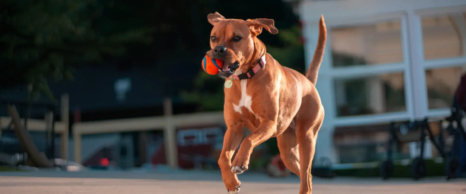 A dog with a ball in its mouth