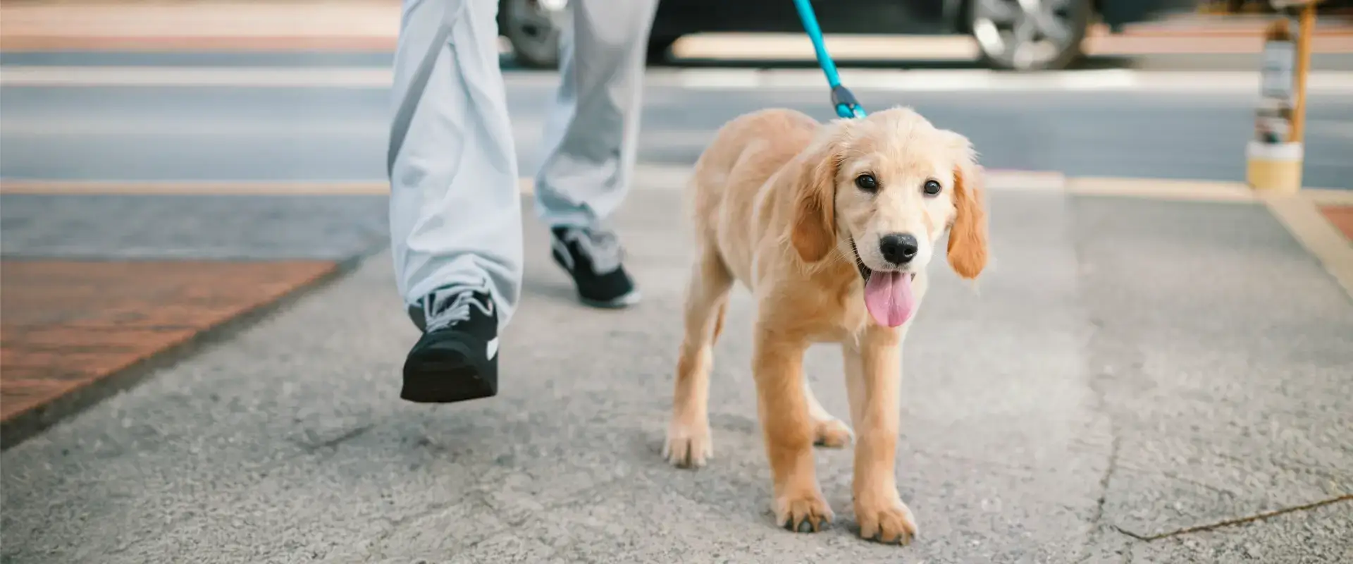A dog going for a walk
