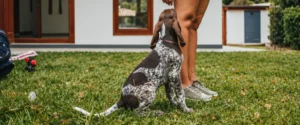 A dog sitting on the grass