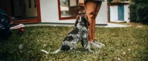 A dog looking upwards at a person