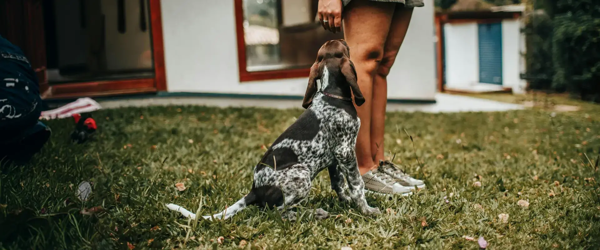 A dog looking upwards at a person