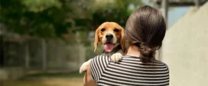 A dog being held by its owner