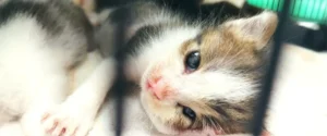 A sleepy kitten