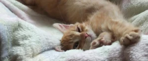 A cat sleeping