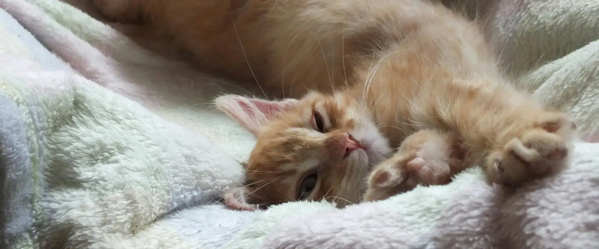 A cat sleeping