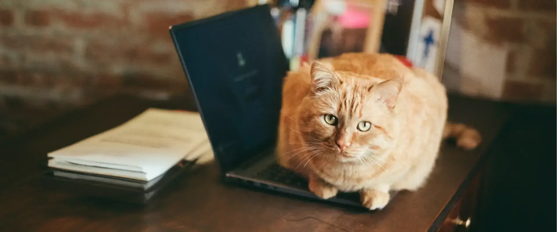 A cat sitting on a laptop